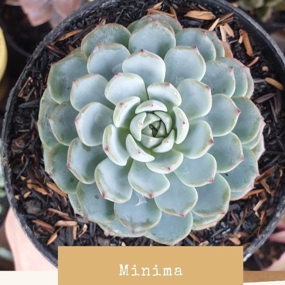Echeveria Minima [SUKULEN KAKTUS]
