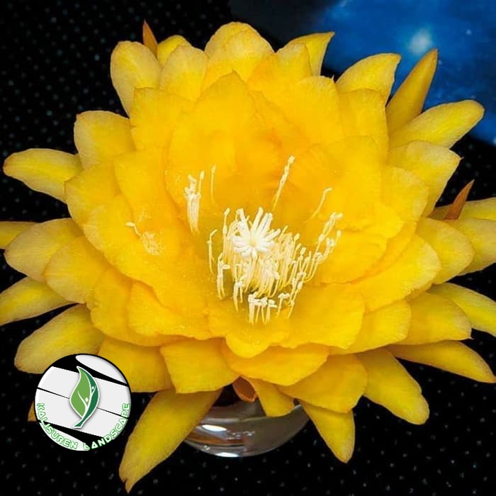 Tanaman hias wijaya kusuma bunga kuning - bibit wijaya kusuma kuning