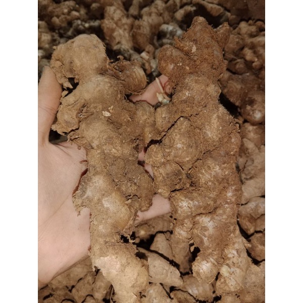 JAHE EMPRIT SUPER PILIHAN 1KG