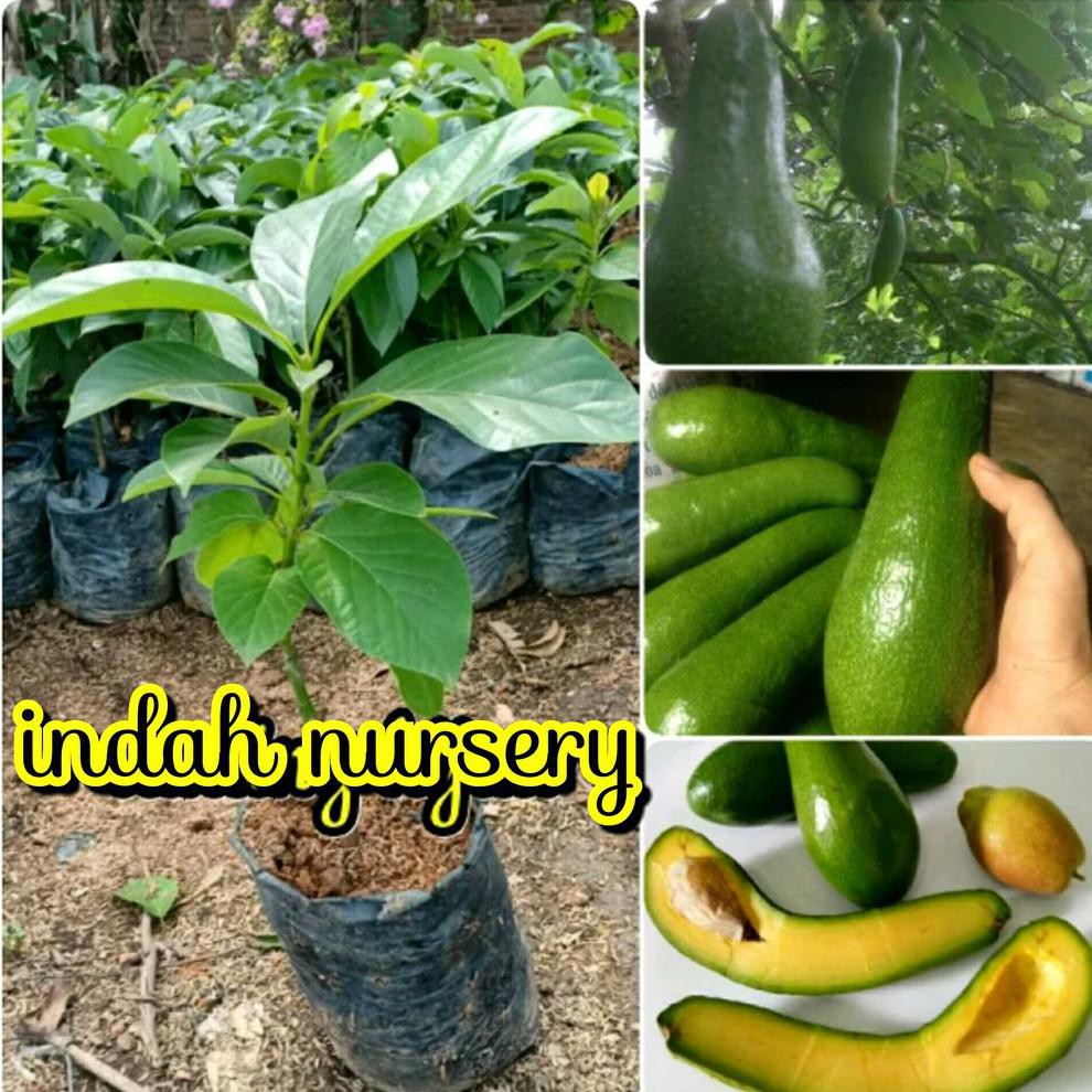 Benih Bibit Buah Alpukat Aligator Asli Nh”