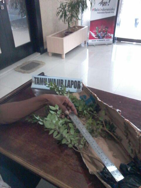 Bibit Anggur Brazil
