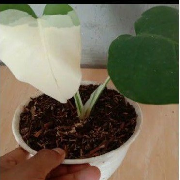 bibit Stek batang monstera variegata albino super white