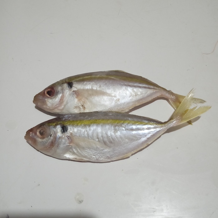 

Ikan Selar Besar Fresh Bersih Siap Masak