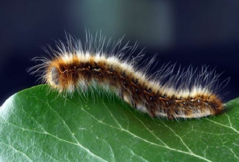 Bor Tangan Mini Manual Bahan Aluminium Ukuran 0.5-3.2mm