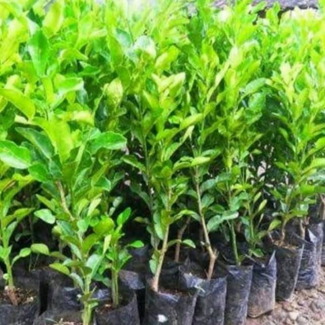 Pohon Jeruk Purut - Bibit Tanaman Pohon Buah Jeruk Purut