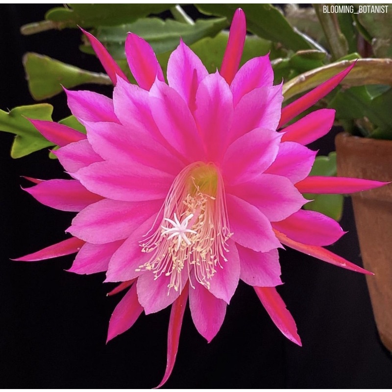 Tanaman hidup bunga wijaya kusuma pink-tanaman hidup-tanaman hias hidup-bunga hidup-bunga gantung hidup-wijaya kusuma-wijaya kusuma pink