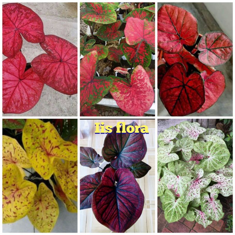 NewsalePromo Paket 6 Umbi Caladium Thailand Hybrid Import