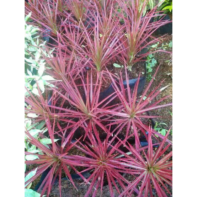 Tanaman hias dracaena tricolor dragon tree