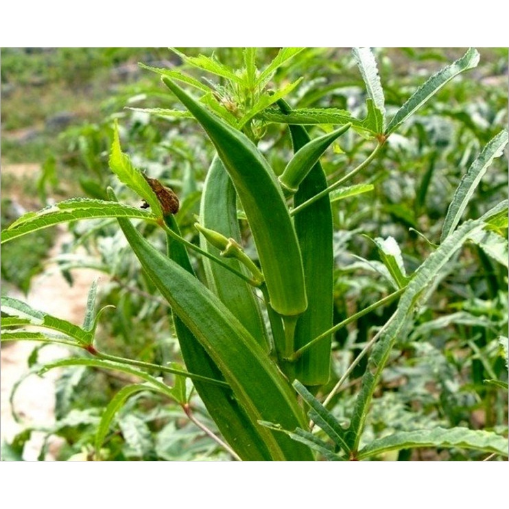 Benih Bibit Biji - Sayur Okra Hijau F1 Bendi Hibrida Seeds - Panen Dalam 50 Hari - Cocok untuk Penderita Diabetes