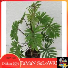 Philo mayoi/tanaman hias philo mayoi/mayoy