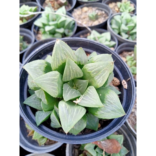 Haworthia Retusa Ijo Tanaman Hias + Freepot