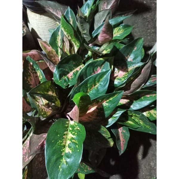 aglonema kochin jumbo