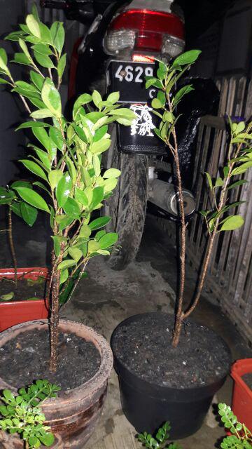 Bibit Beringin Kimeng Bahan Bonsai