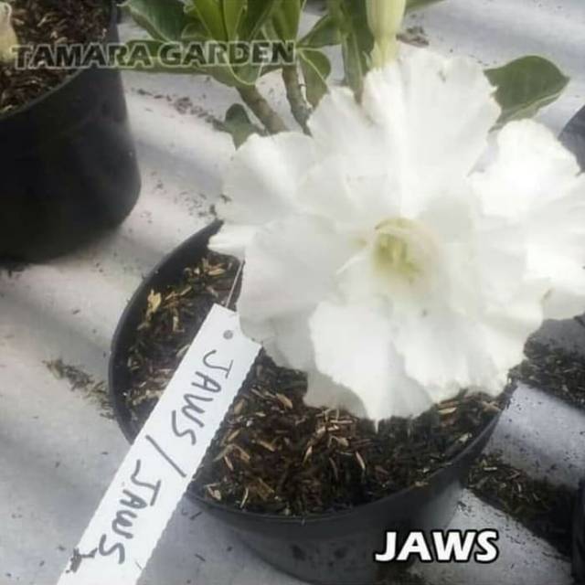 Bibit Bunga Kamboja Adenium Jaws