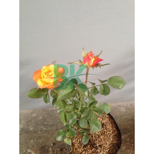 Tanaman Bunga Mawar (rosa sp) Hidup Berlabel &amp; Bergaransi (Bunga Besar Wangi) - BAKUL KEMBANG