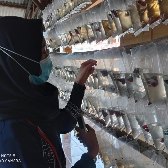 Ready Ikan Cupang Halfmoon Sepasang Cupang Size M Warna Random