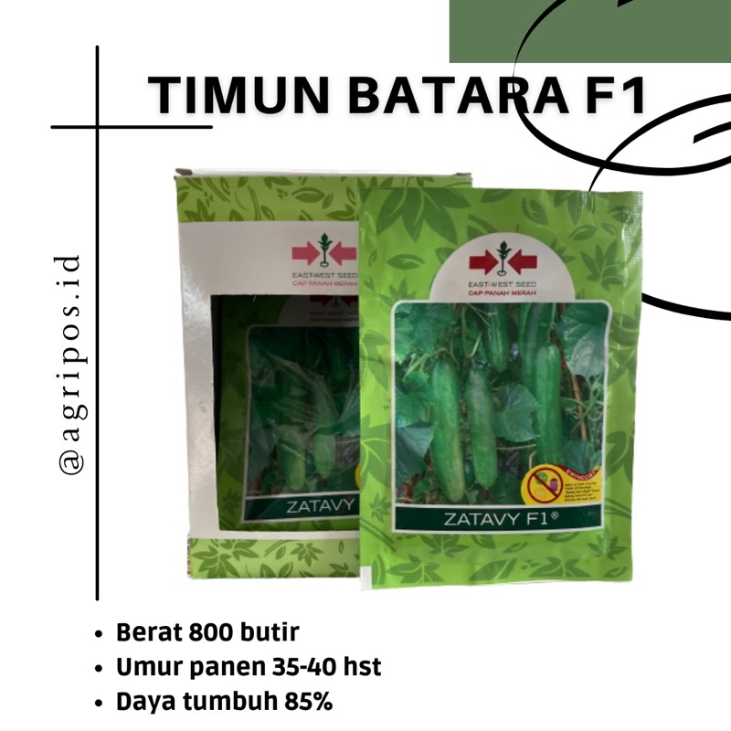 BENIH TIMUN BATARA F1 CAP PANAH MERAH