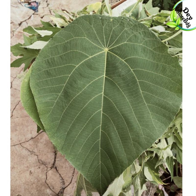 

Daun mara segar berat 500 grm rempah rempah