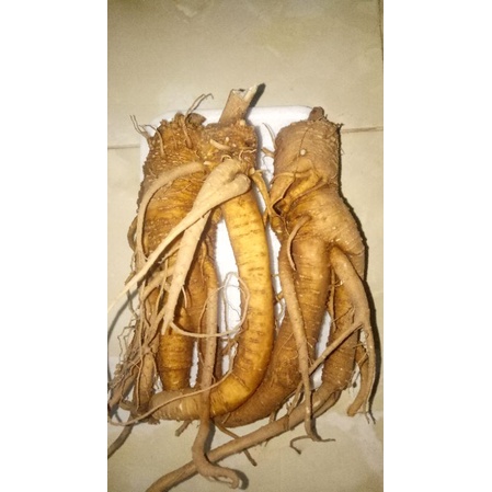 Ginseng Merah Korea (SEGAR)