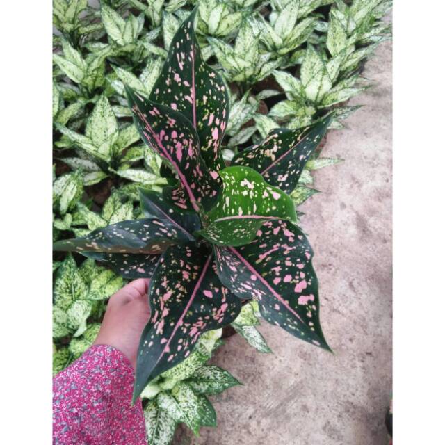 Aglaonema Pink Dalmation