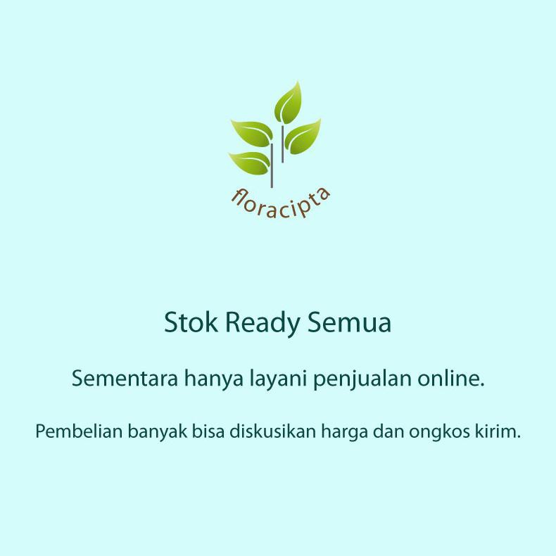 Bibit Pohon Raspberry Bibit Buah Raspberry Raspbery Tanaman Raspberry Arbei