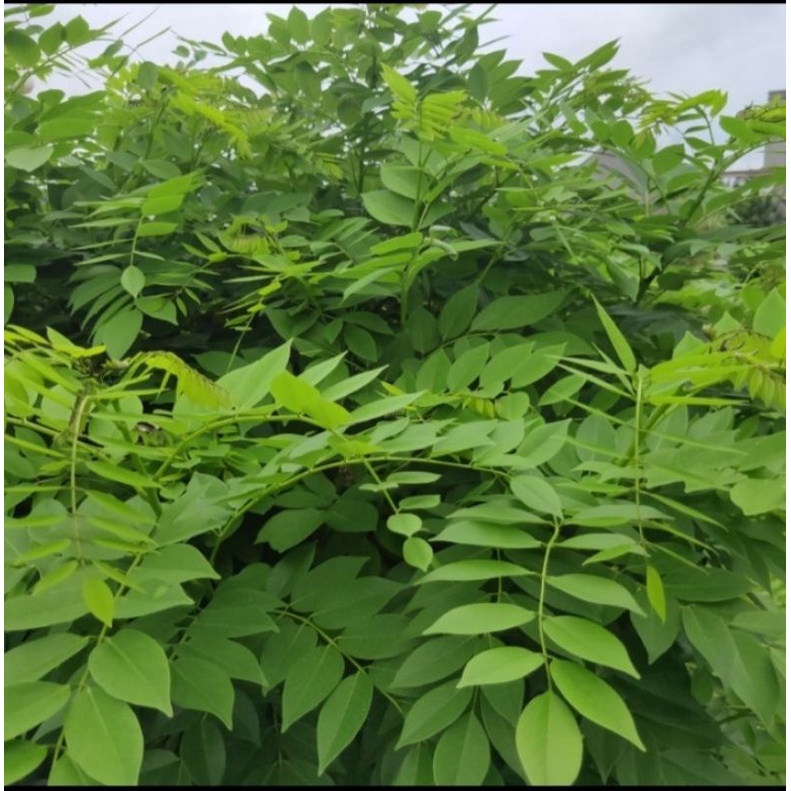 

Daun Gamal segar kualitas ok 1kg /Daun Gamal organik