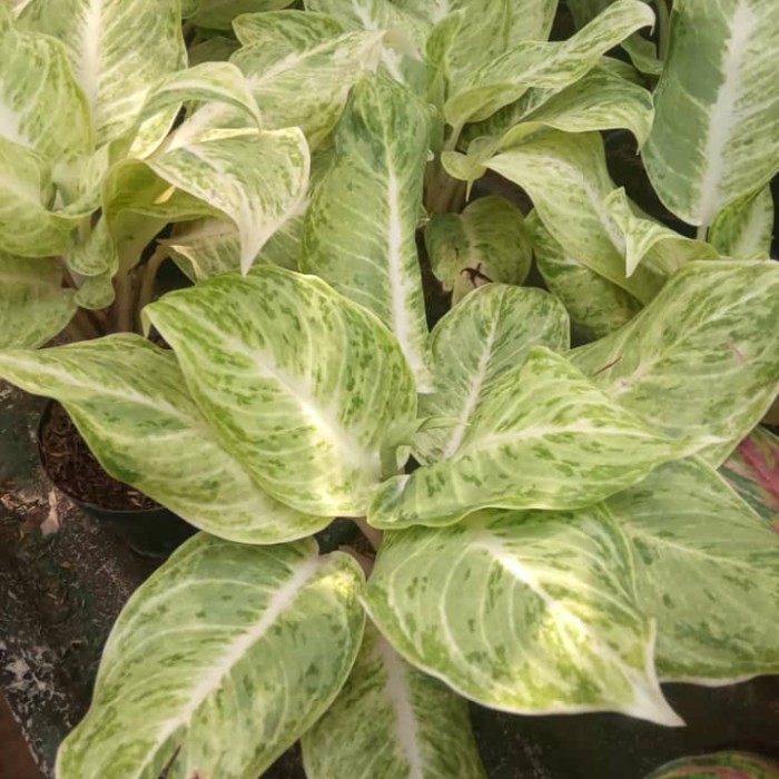 Tanaman hias aglonema - aglonema varigata