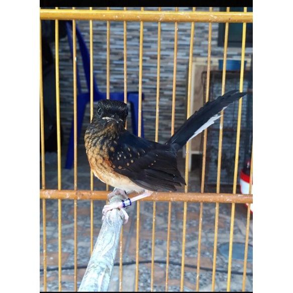 Burung Murai Medan trotolan