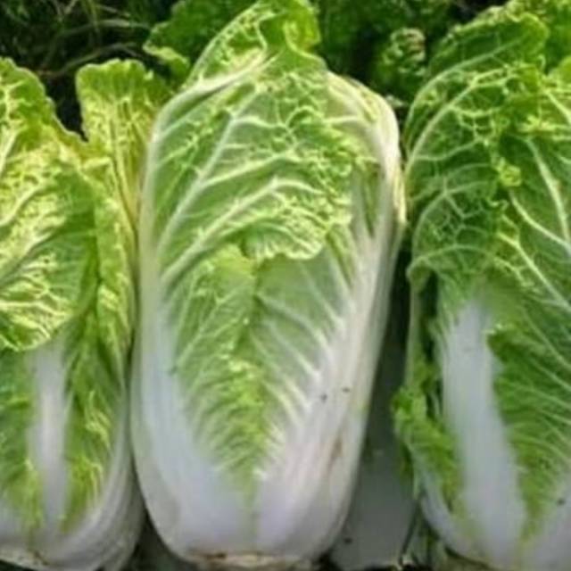 

Sawi putih/sawi botol