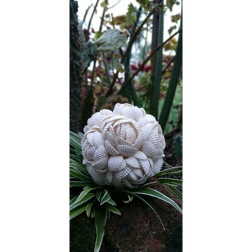 

BOLA CANGKANG KERANG