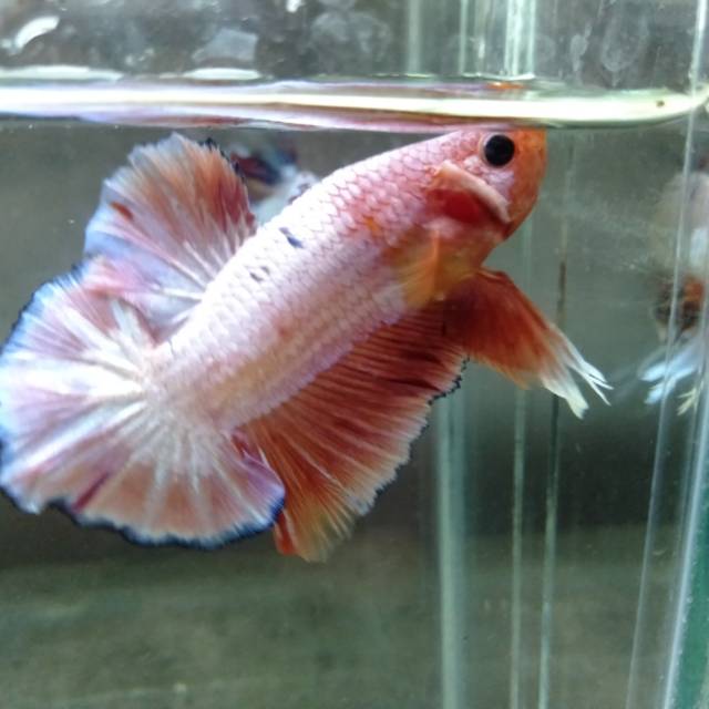 Cupang jantan Fency white scale