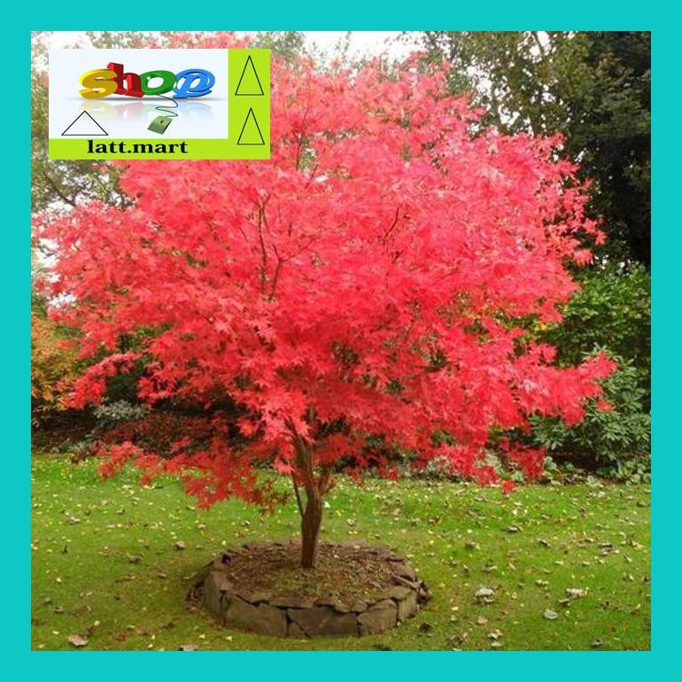 

Yu04Yts Bibit / Benih / Seeds Japanese Maple Inazuma Yul0F40Ul