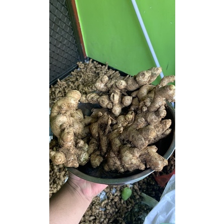

Jahe gajah, jahe putih fresh baru 1kg