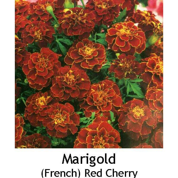 25 benih marigold