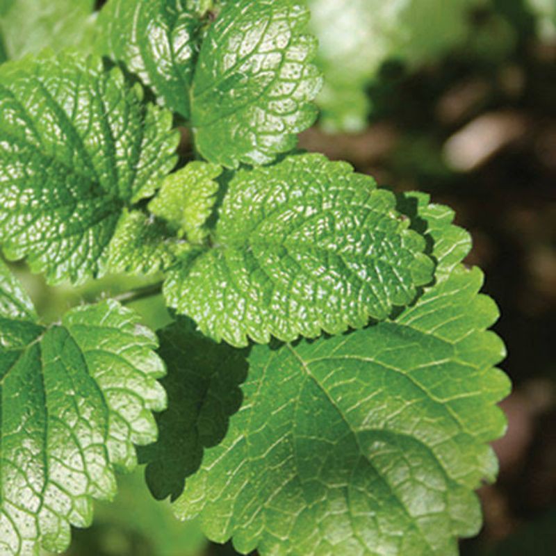 Benih herbal daun mint Lemon balm