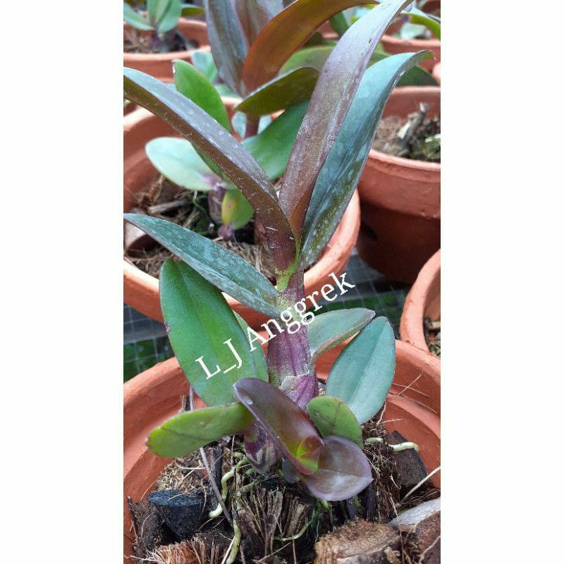 Anggek Dendro Red Mangosteen