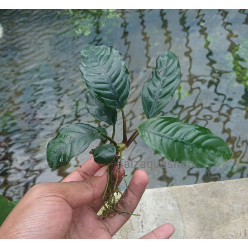 anubias coffefolia aquascape