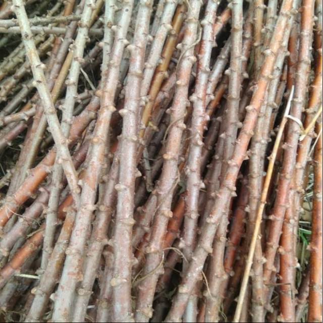 Batang singkong mentega bibit stek singkong mentega