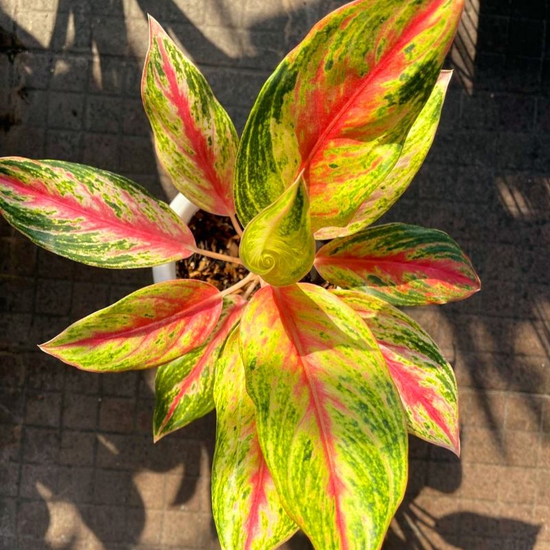 Aglonema Golden Sweet/ bibit bunga / bunga hidup / tanaman / tanaman bunga / bunga hiasan /bunga agl