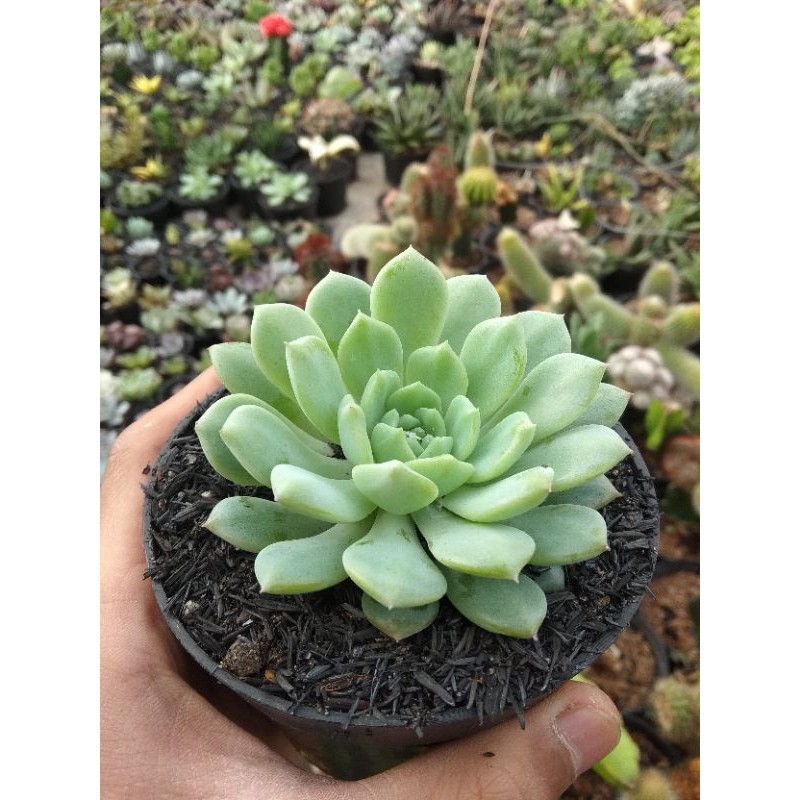 Sukulen - Echeveria Prolifica