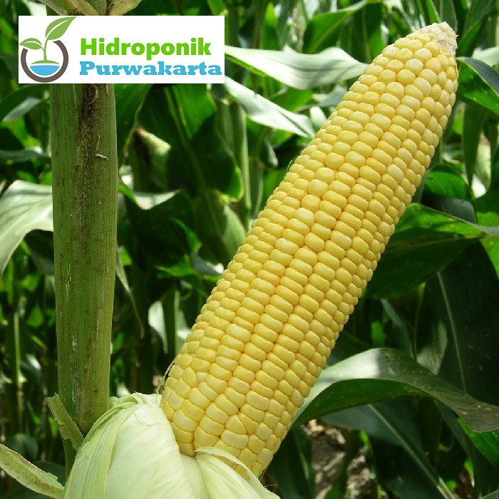 Jual Benih Jagung Manis Sweet Corn Mb Sweet Isi Butir Original