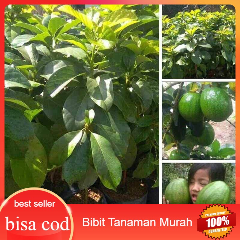 Paket 10 bibit alpukat kendil