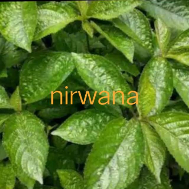 

Daun keji beling segar 100gr