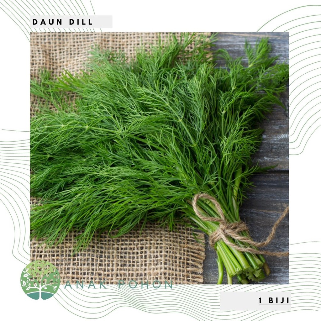 Benih Bibit Biji - Daun Dill / Adas Sowa (Anethum graveolens) Herb Seeds - IMPORT