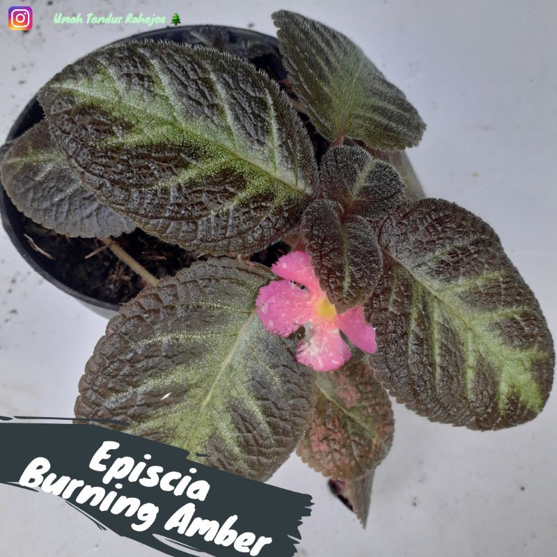 Episcia Burning Amber Episcia Hitam Bunga Pink