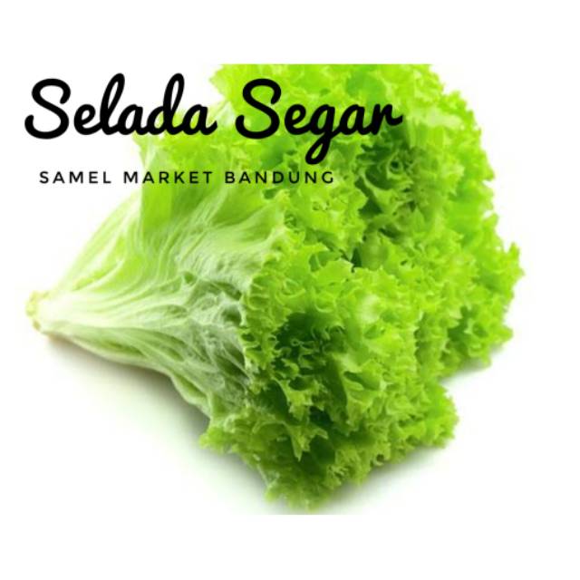 

Selada Segar