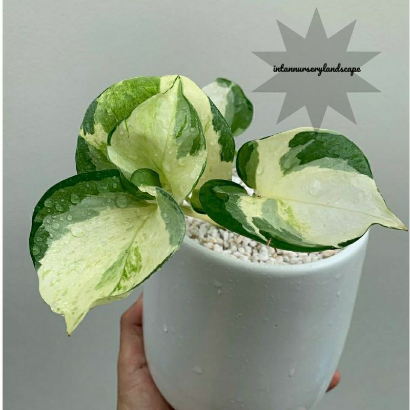 tanaman hias epipremnum aureum manjula - sirih keong - epipremnum manjula