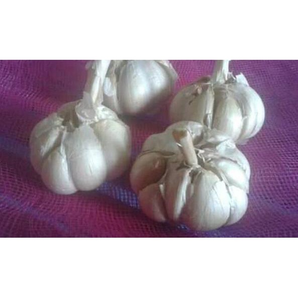 

㋿ Bawang putih sinco bersihan 1 kg ㄼ