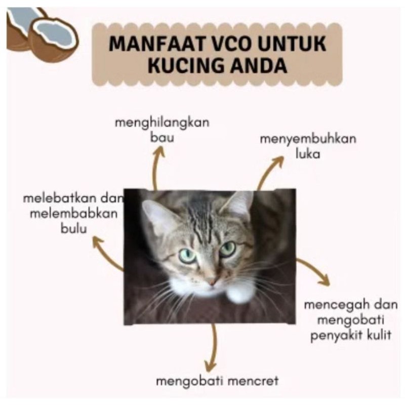 CIGO OIL 100% pure VCO obat jamur scabies KUCING ANJING KELINCI COCONUT VIRGIN kudis kurap gudik