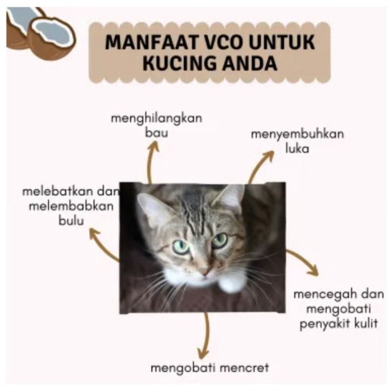 CIGO pure VCO 30 ml anjing kucing kelinci anti jamur scabies koreng kudis